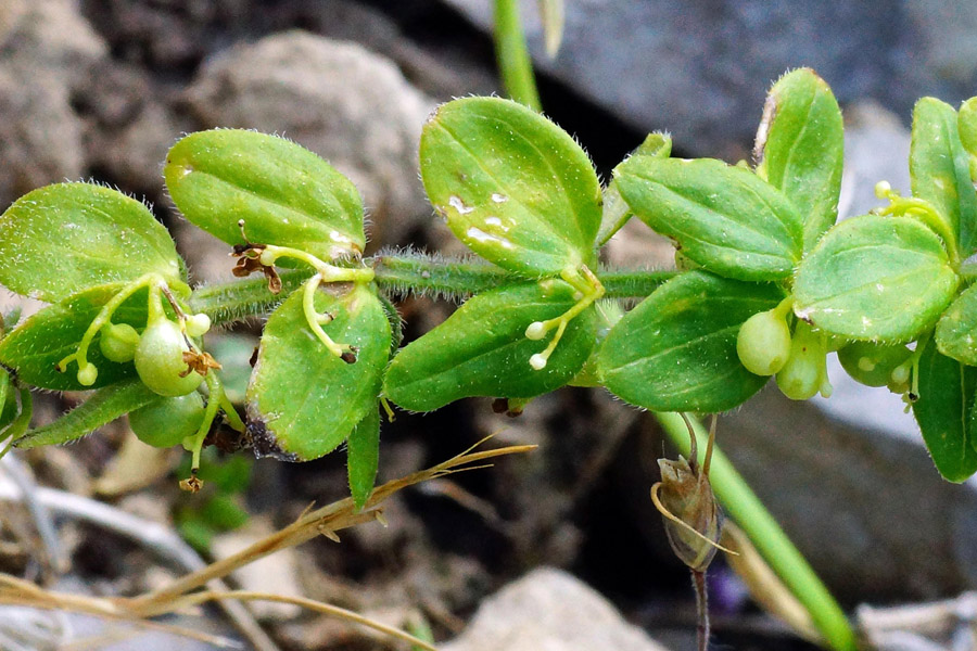 Cruciata glabra subsp. hirticaulis / Crocettona glabra